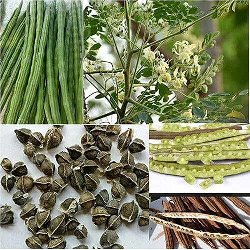 CHUXAY GARDEN Semilla de árbol de rábano picante, 50 semillas, planta de moringa, árbol milagroso, perenne, árbol de hoja perenne, plantas exóticas disponible en Yaxa Colombia