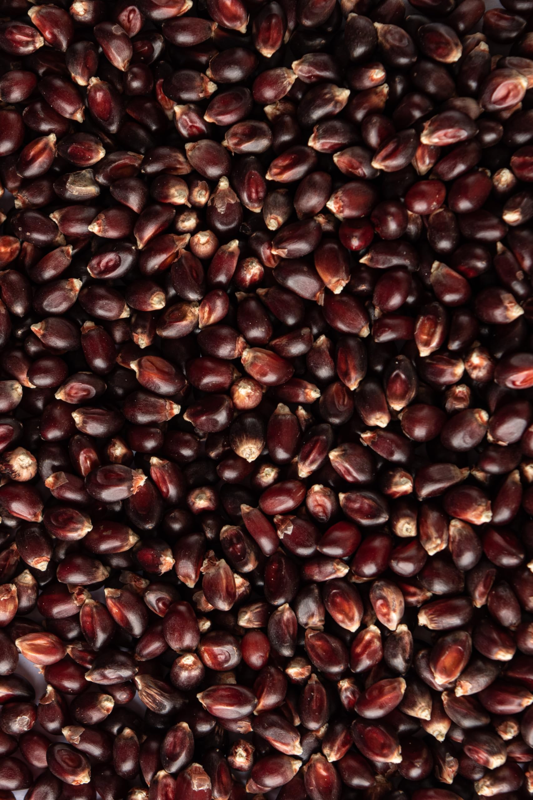 Biojoy Maíz BIO para palomitas Ruby Red (2 kg)