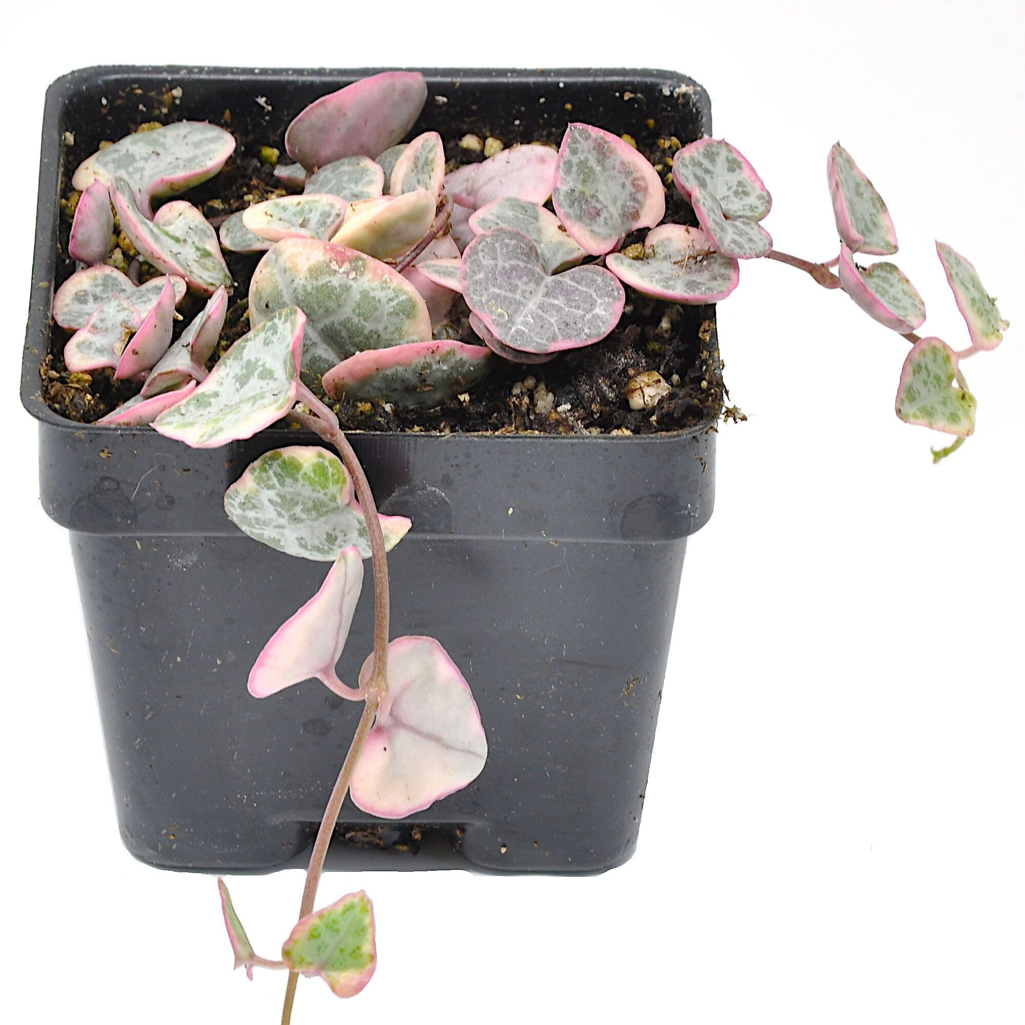 Ceropegia Woodii Variegated String of Hearts