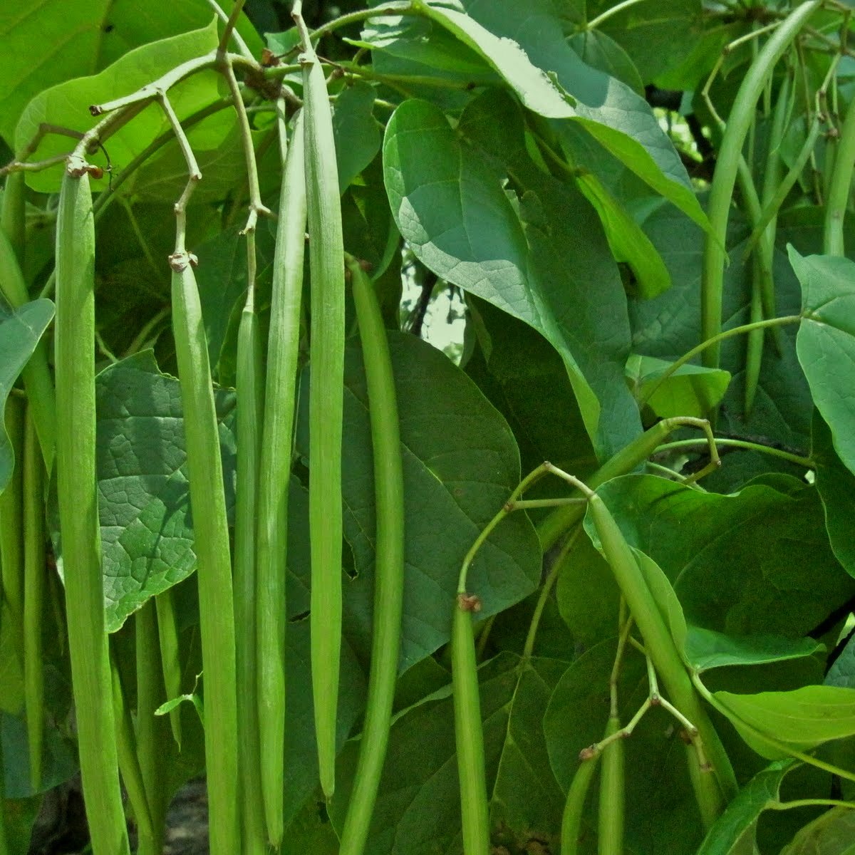 Biocarve Beans - Pack of 20 Seeds (B01ASWQ1Y8) Amazon Price History, Amazon Price Tracker