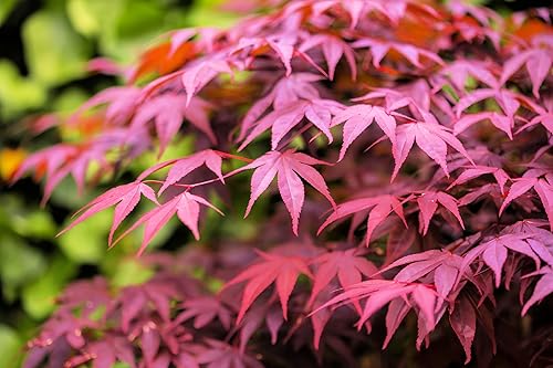 Semillas de árbol de arce japonés "Bloodgood" para plantar (30 semillas) - Impresionantes hojas rojas de Burgandy
