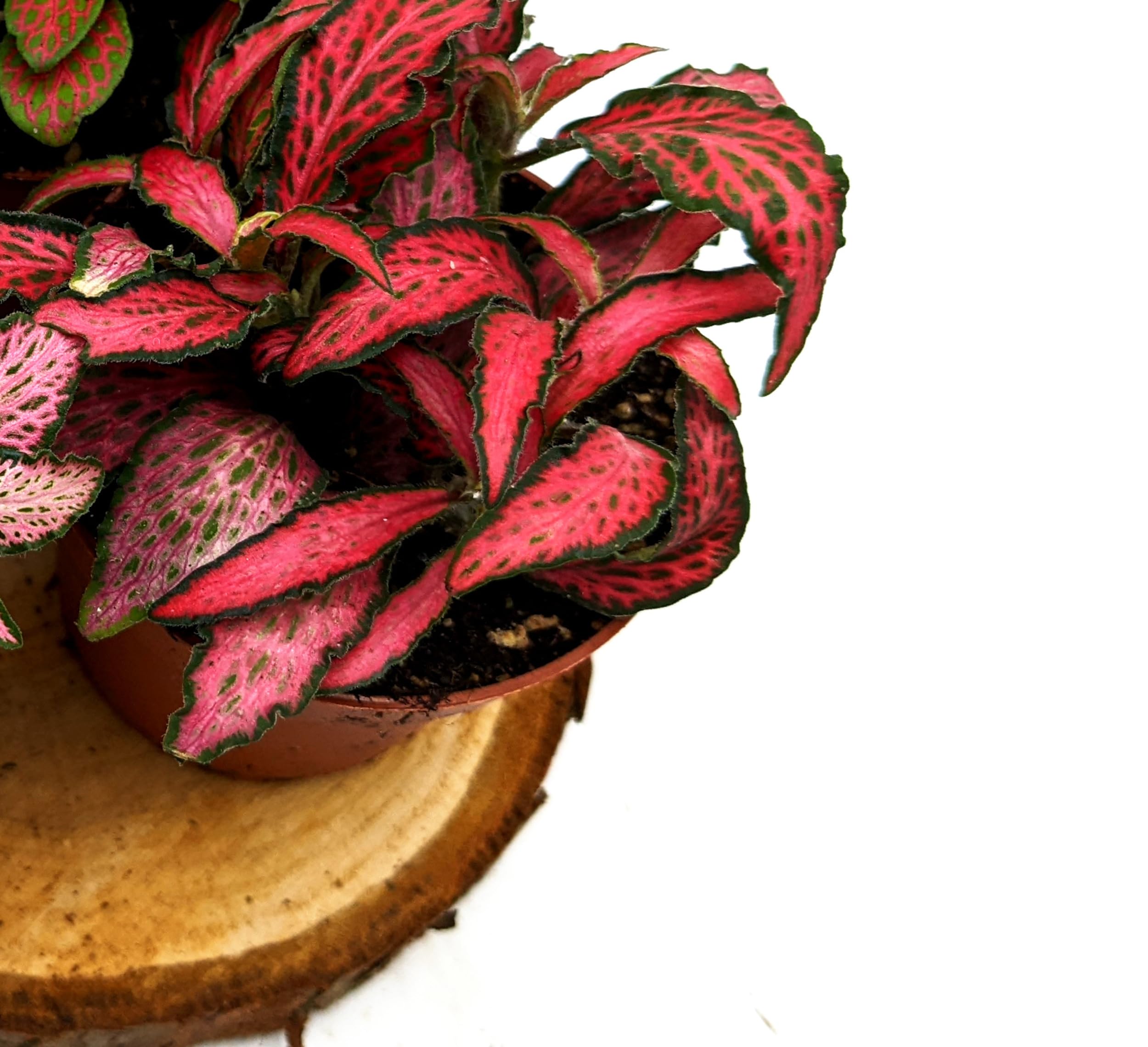 Fittonia Various Colours • Nerve Plant • Closed Terrarium Plant • Houseplant • 8cm Pot (Red)