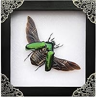 Vista 9 de Mantis Real Enmarcada Creobroter Insecto Muerto Escarabajo Verde Seco Caja de Sombra Flotante 3D Marco de Vidrio Espécimen de Taxidermia