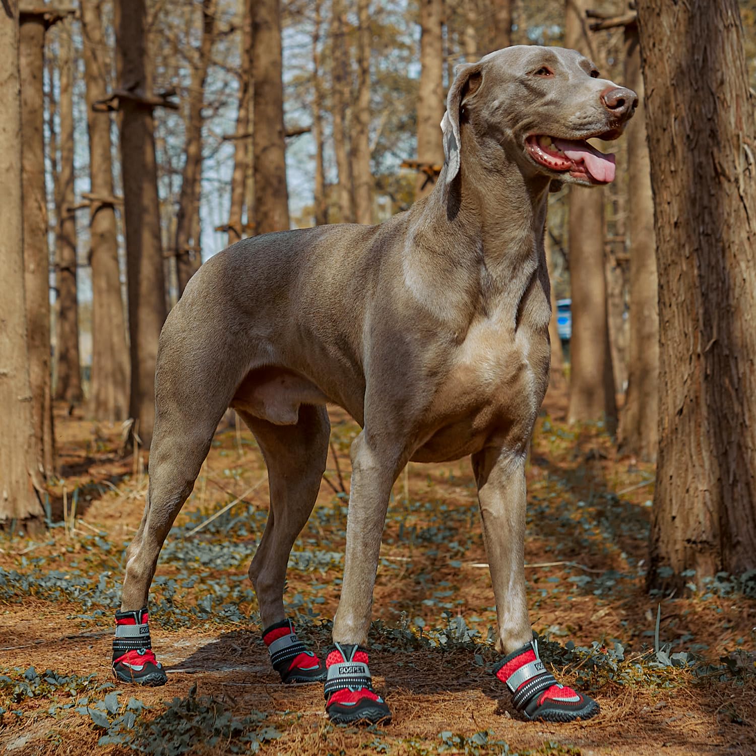 Dog Boots, Anti-Skid Shoes for Dogs, Breathable Mesh Booties with Reflective Straps &PU Binding for Outdoor Adventures in All Seasons