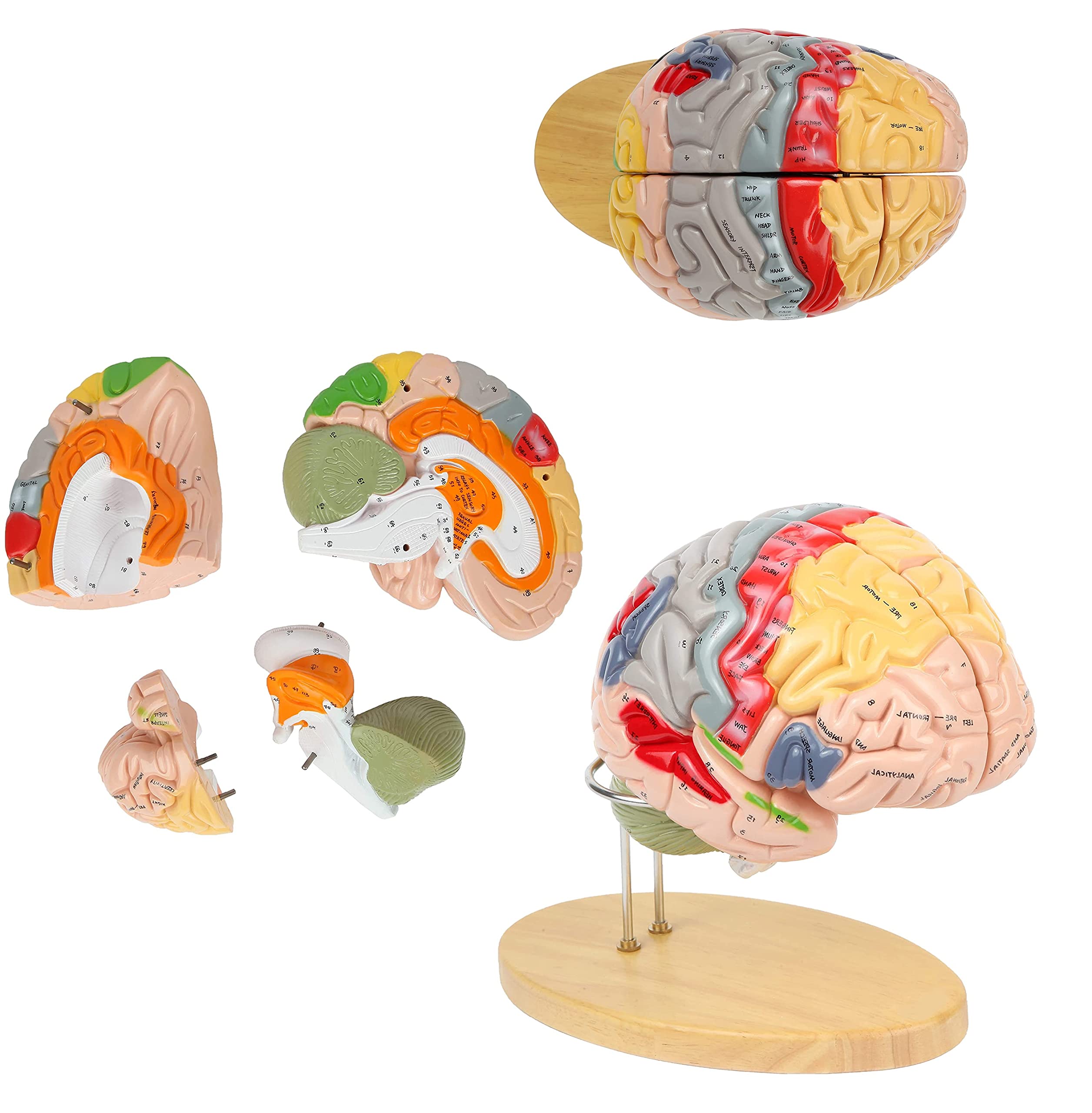 Human Brain Model 2X Life-Size 4-Part Brain Numbered Anatomical