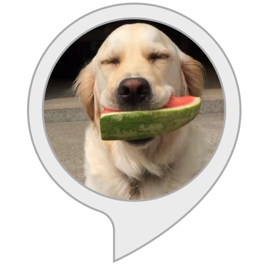 Thoughts of Dog Latest Tweet