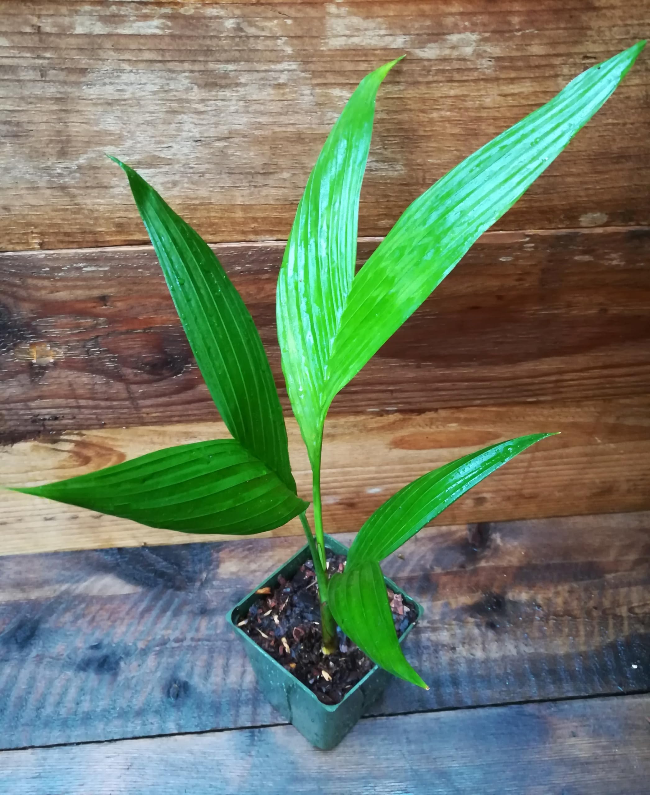 agave plant indoor Agave Outdoor Plant | Century Plant