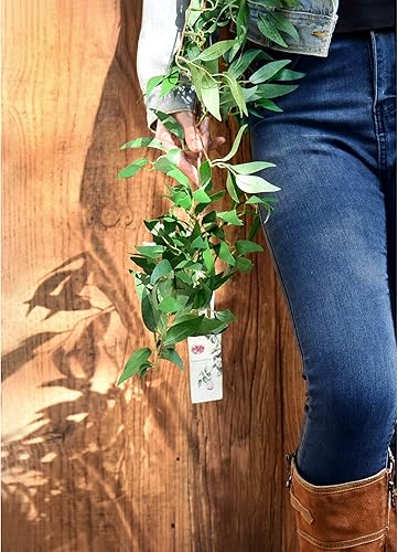 Miniatura 8 de FiveSeasonStuff Guirnalda de sauce rústica colgante, hojas de vid artificiales flexibles para decoración de boda y hogar (2 piezas, 11.8 pies)