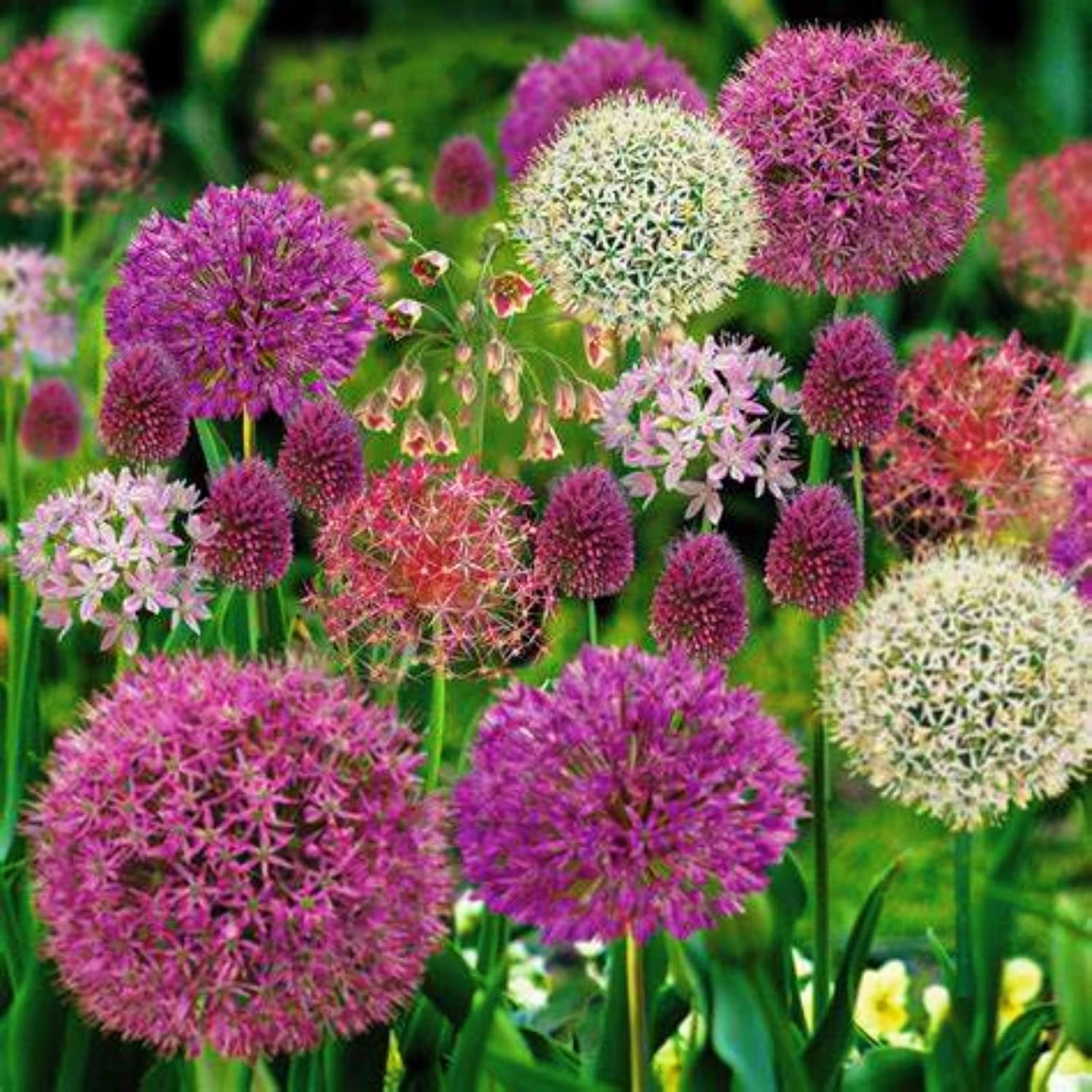 Riesenlauch/Zierlauch (Allium Giganteum) / Winterhart MehrjäHrig