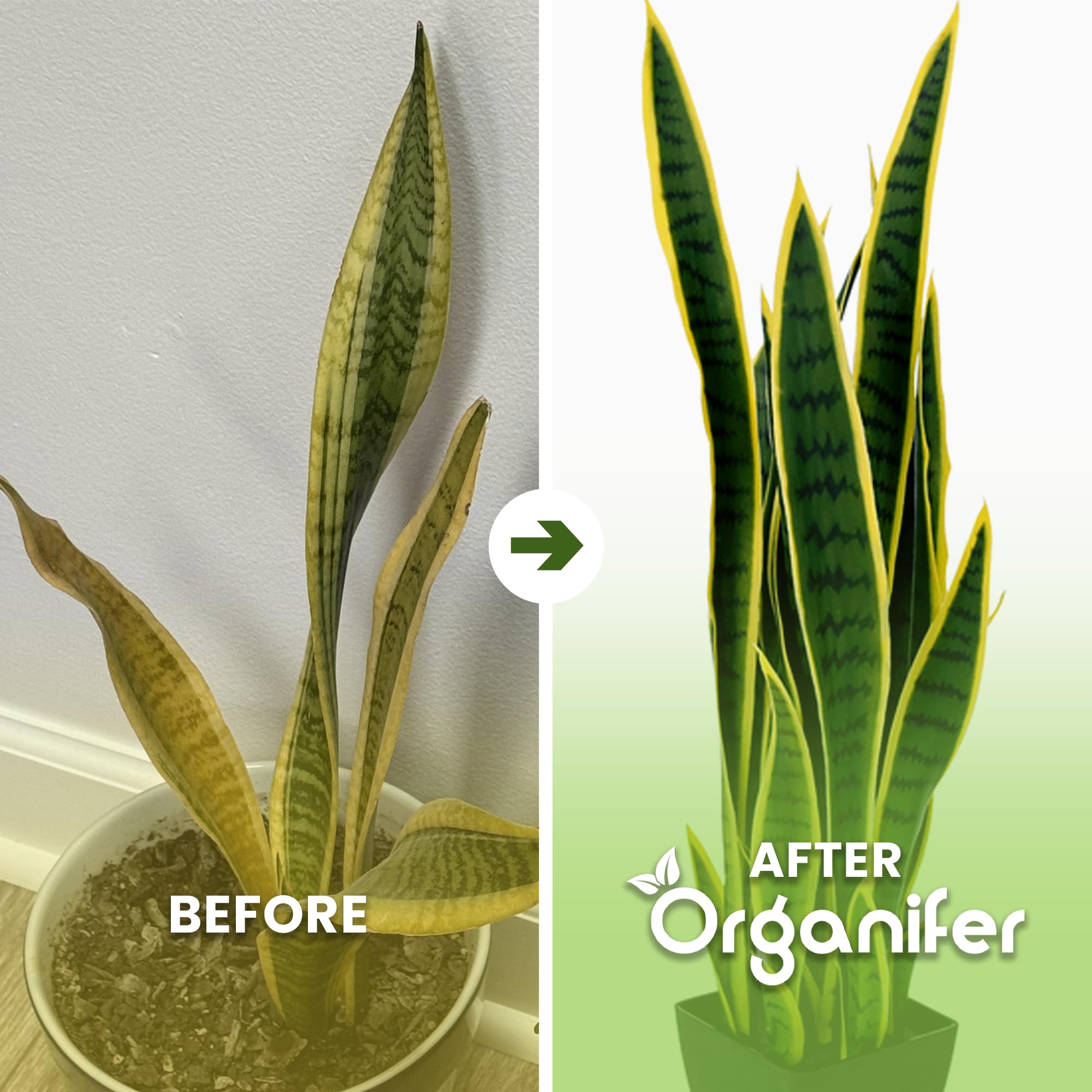 Engrais Liquide pour Sansevieria 1L, Organique, Croissance Rapide et Racines Fortes