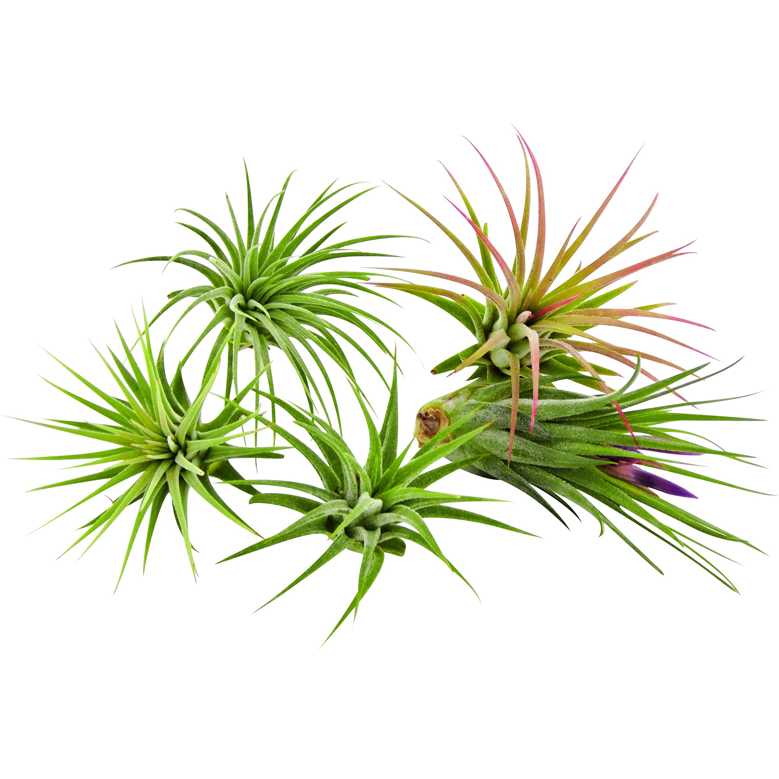 Amazon.com : It Blooms Rainforest Grown 5 Pack Ionantha Mexican