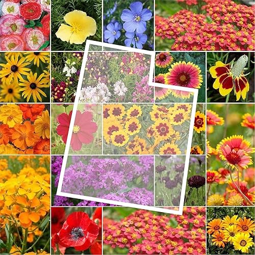 Eden Brothers Utah Wildflower Mixed Seeds for Planting, 1/4 lb,