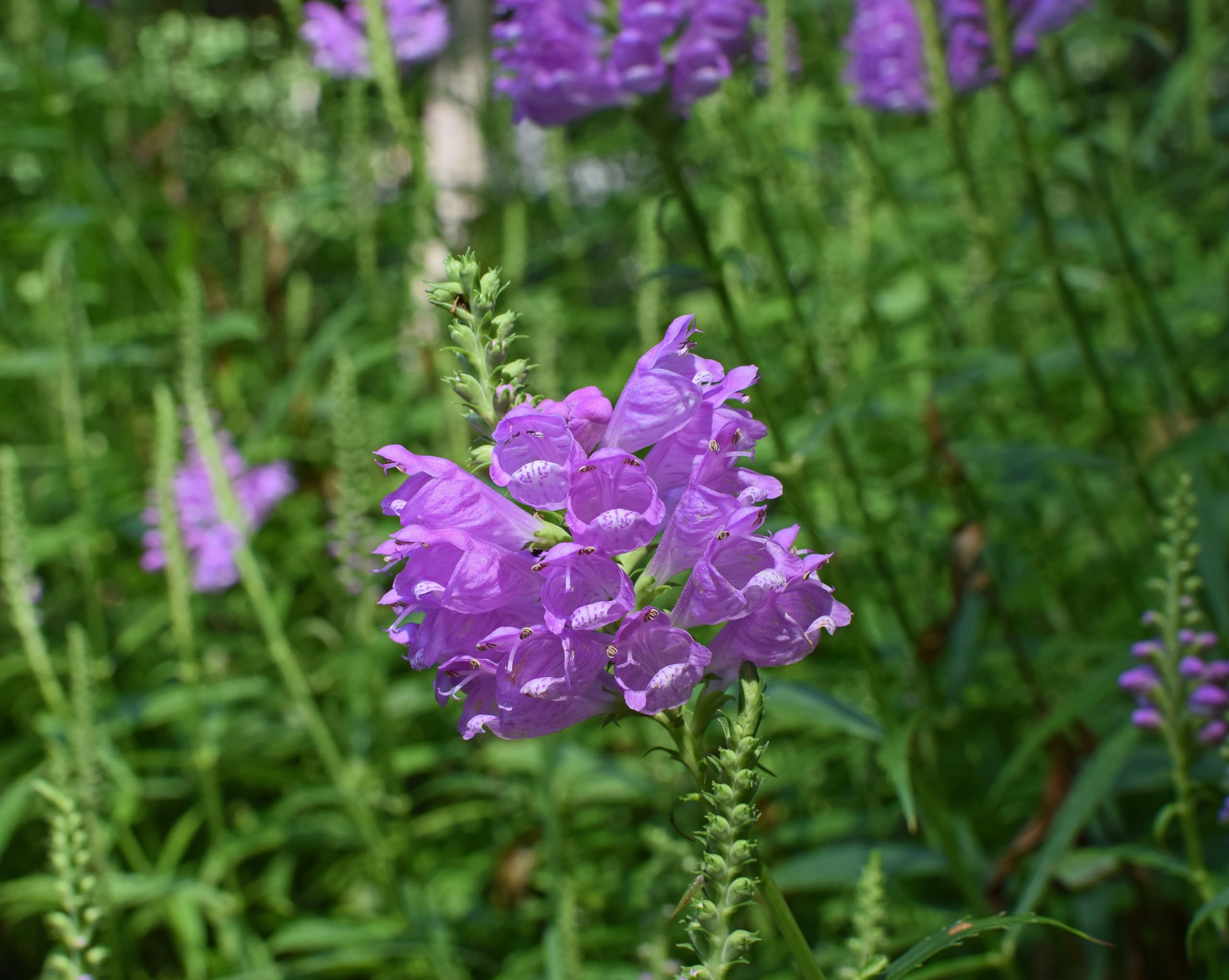 Türkischer Drachenkopf (Dracocephalum moldavica) Samen. Bienenweide & Teepflanze (20000 Samen = 42,0g)