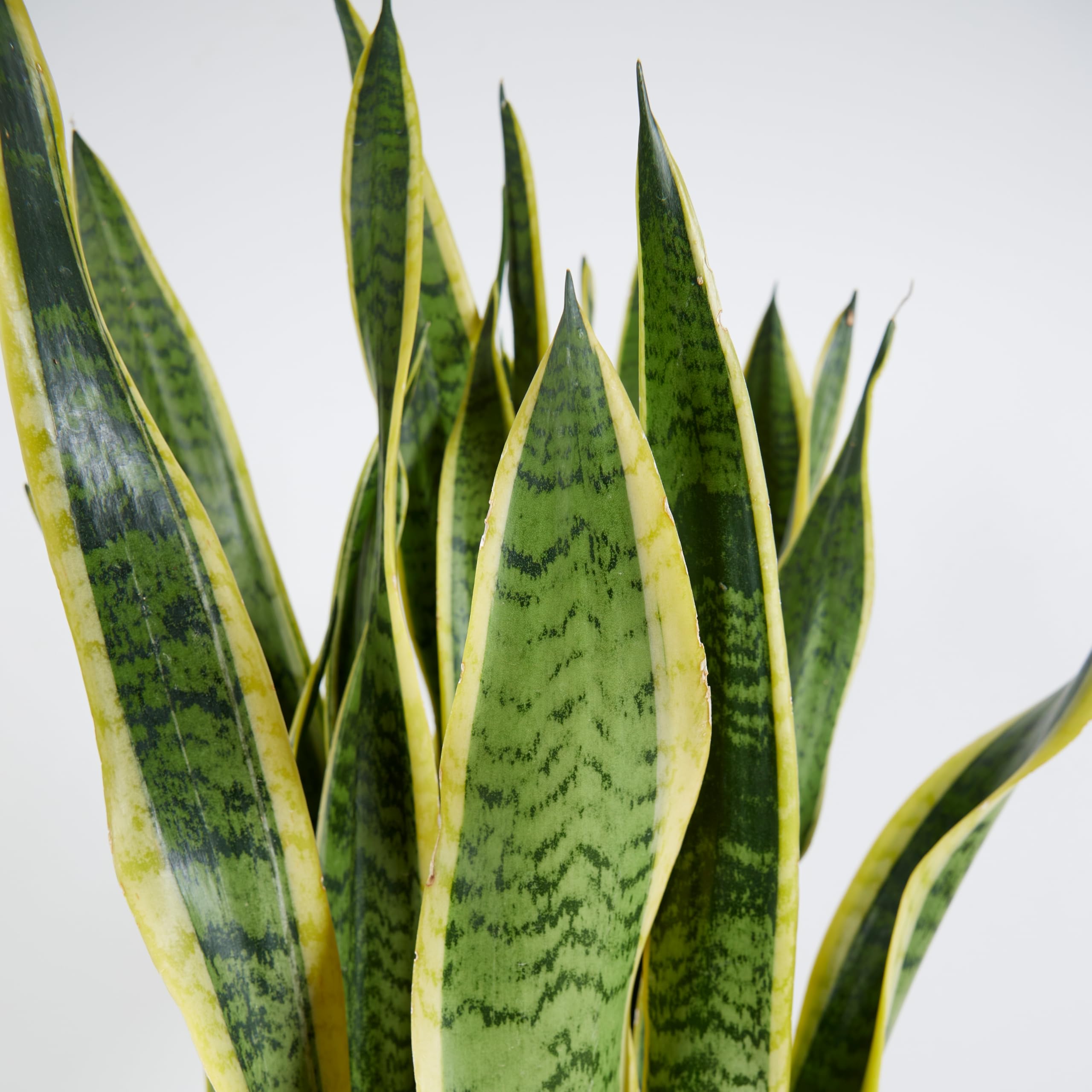 Bloomique - Sansevieria Laurentii - Bogenhanf - Sukkulenten - Zimmerpflanzen Groß - Sehr Pflegeleicht - Höhe 80-100 cm - Topf 21 cm
