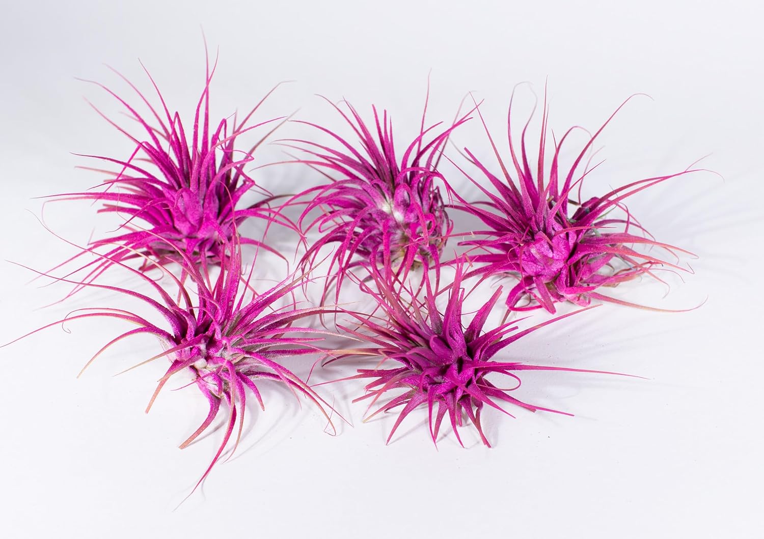 Air Plants - Tillandsia Ionantha - Organically Enhanced Color - Live Arrival Guaranteed - House Plants for Home Decor & Gift (6pk Mix)