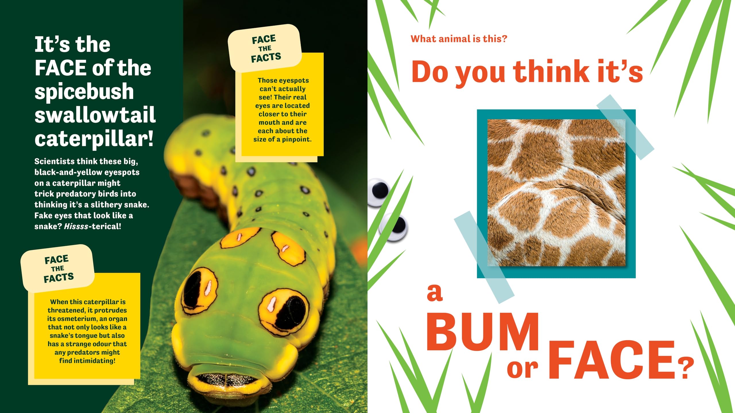 Bum or Face? Revenge of the Bums: Revenge of the Bums
