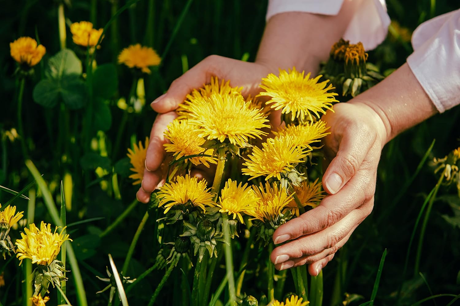Dandelion Root Tea 1LB (16Oz) | 100% Certified Organic | Loose Dandelion Root Tea (200+ Cups) Cut and Sifted| 100% Raw Albanian Harvest | by U.S. Wellness Naturals - Image 5
