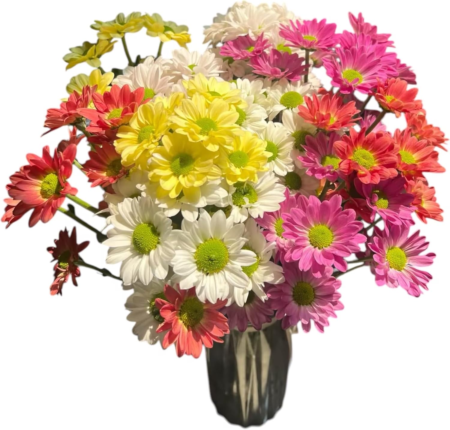 20 Stems Fresh Cut Random Mixed Color Daisy Flowers Long Blooming Period Hydroponic Flower Arrangement Suitable For Home Decoration Birthday, anniversary Healing Sympathy Friendship and Love