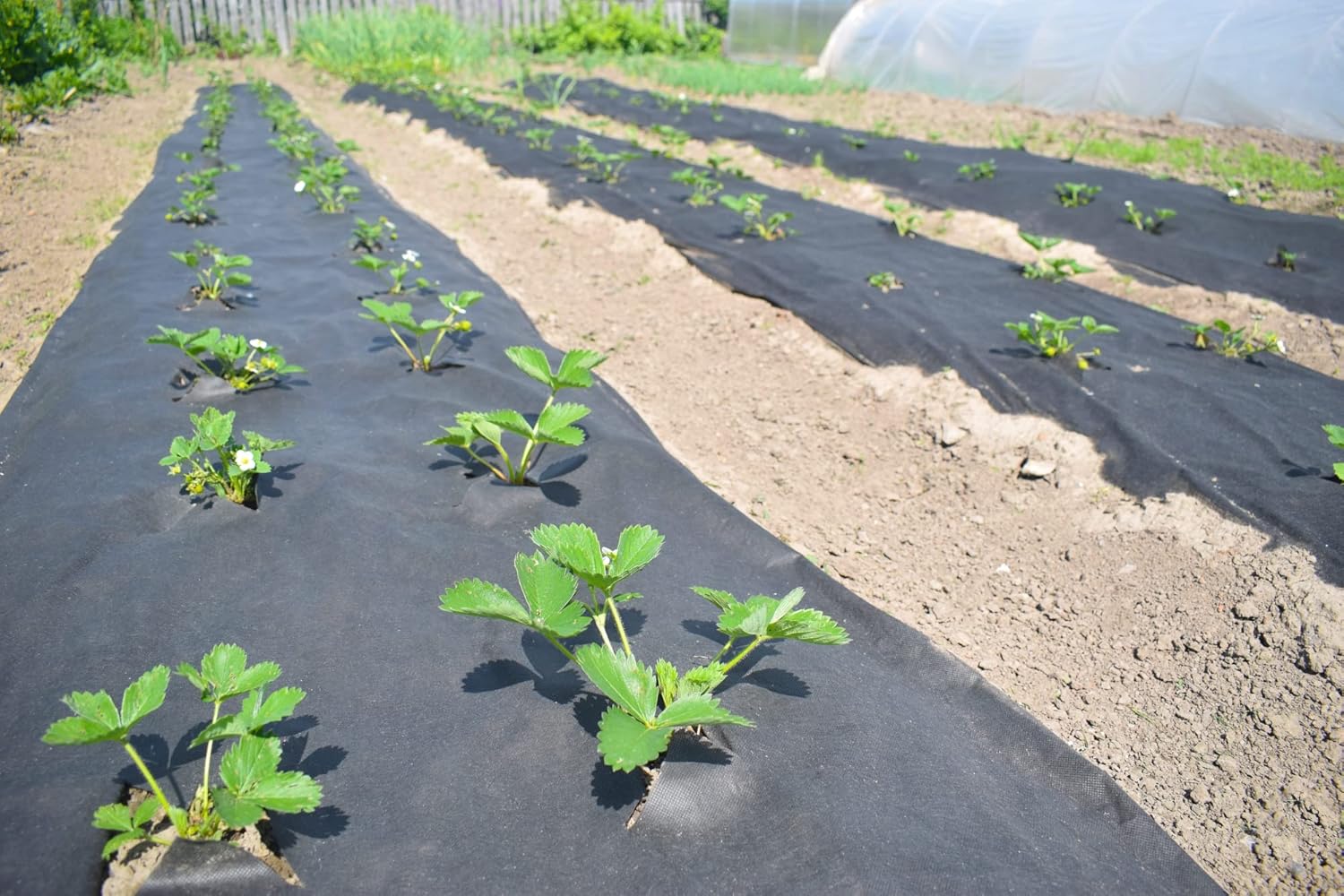Extreme Weed Block 5 ft. x 360 ft. Planting Fabric, Landscape Barrier & Ground Cover