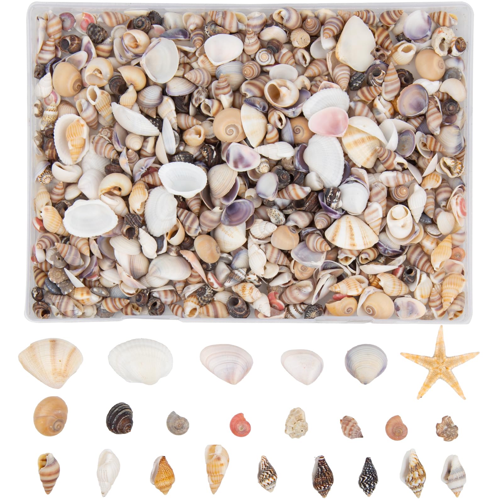 1000pcs Mini Coquillages Mélangés, 20 Variété de Petits Coquillages en Vrac pour Travaux Manuels, Coquillages de Plage Naturels, Bricolage, Plage, Fête, Mariage, Aquarium