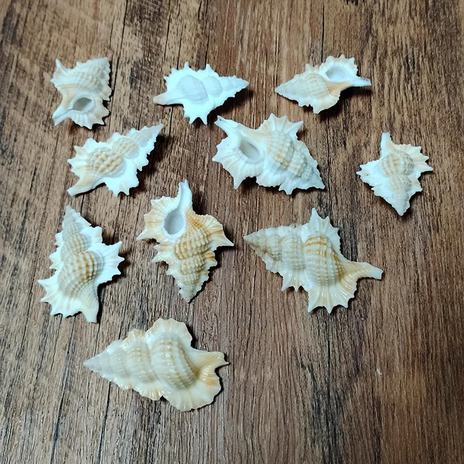 Conchiglie per decorazione, 3 pezzi, 5-6 cm, foglie d'acero tritone, conchiglie naturali Gyrineum Perca Conchiglie Collezione Conchiglie per acquari Decorazioni Artigianato Decorazioni per feste