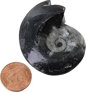 Silver Streak Ind. Goniatite - 2 inch Real Fossil