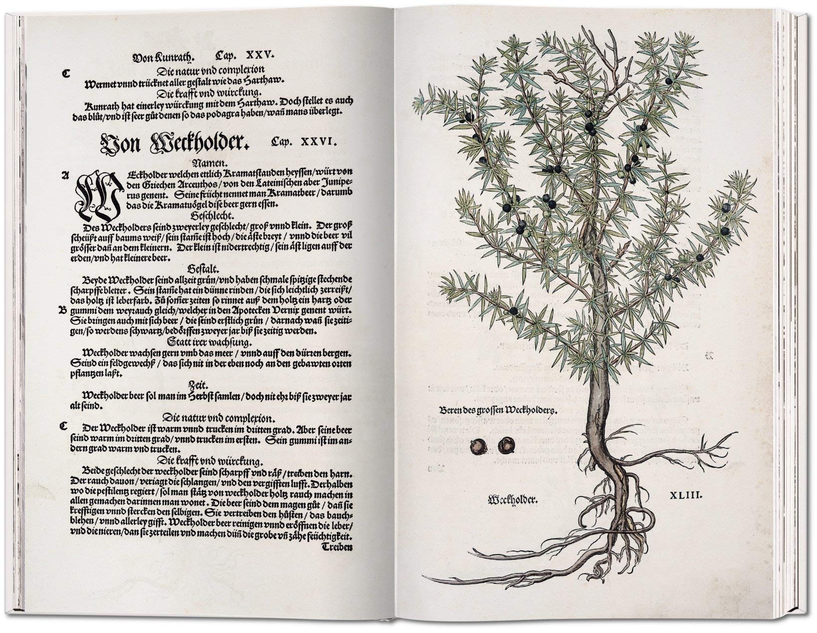 Leonhart Fuchs. Das Kräuterbuch von 1543