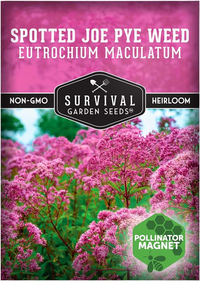 Spotted Joe Pye Weed Seeds for Planting | Eutrochium maculatum | Butterfly Magnet | Perennial North American Native Wildflower | 1 Pack | Survival Garden Seeds