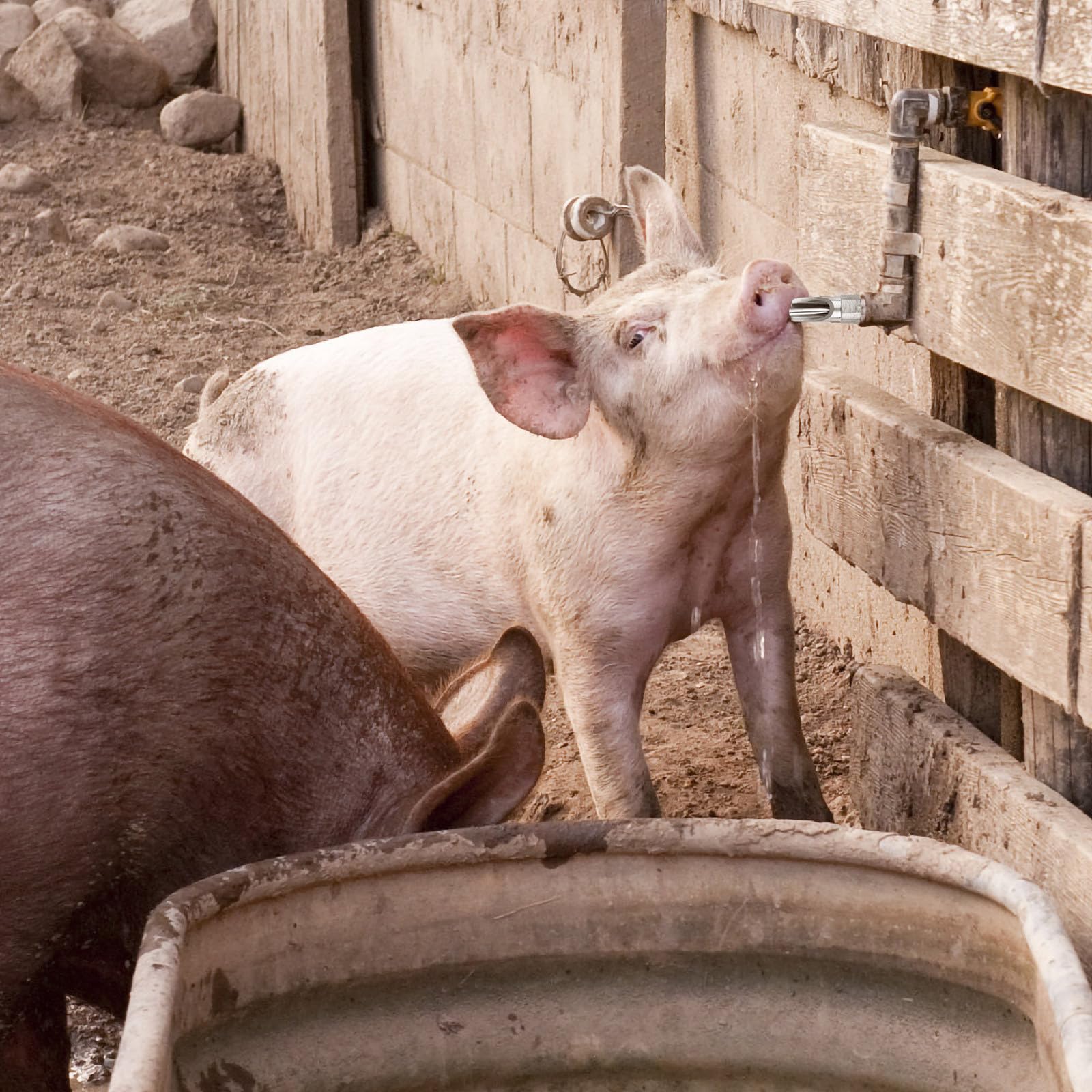 Distributeur D'eau Capuchon Anti-fuite pour Cochons 10pcs en Acier Inoxydable Adapté pour Truies et Porcs D'élevage