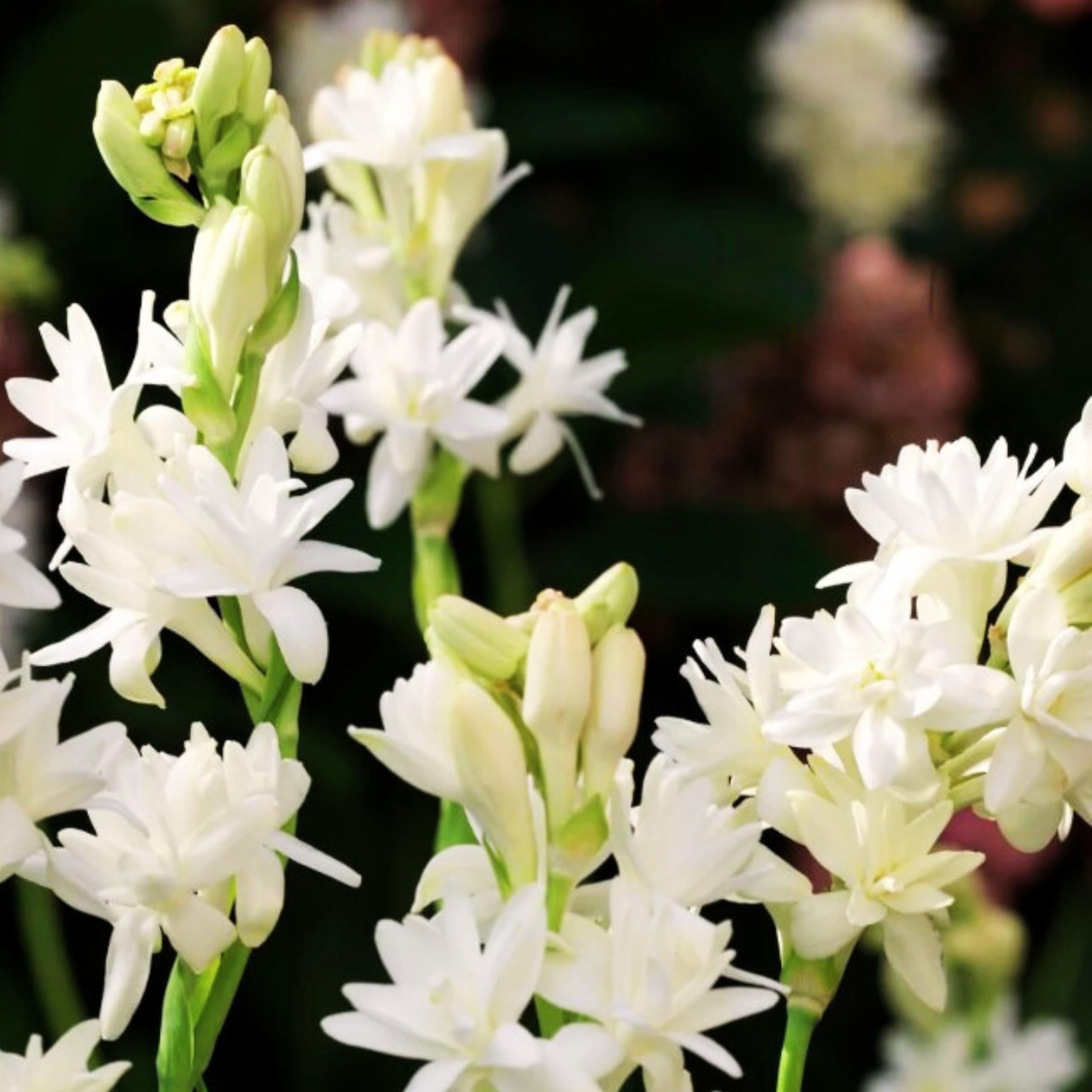 See full amazon price history chart for Bengal Rajnigandha 50 Flowering Bulbs - White | Fragrant Flower Bulbs for Pots | Indoor Home Decor | Night Bloom Flowering Bulbs for Home Garden Bengal Rajnigandha 50 Flowering Bulbs - White | Fragrant Flower Bulbs for Pots | Indoor Home Decor | Night Bloom Flowering Bulbs for Home Garden (B0DB9VR76K) Amazon Price History, Amazon Price Tracker