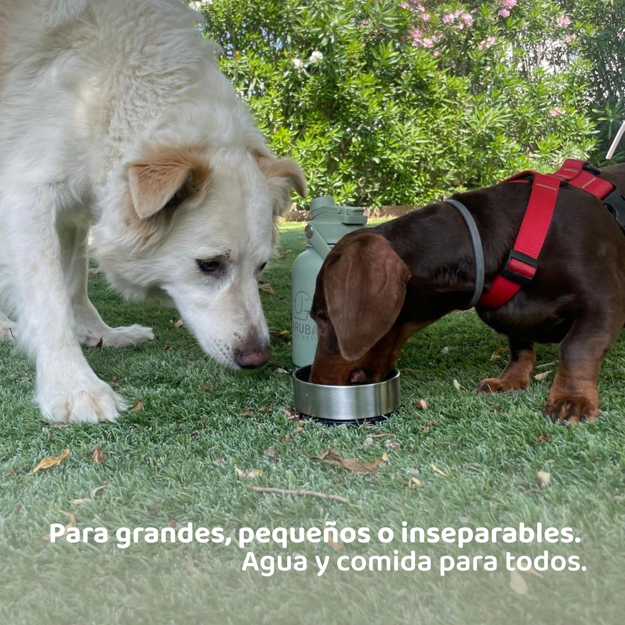 Botella Bebedero Portátil Perro 3 en 1 Acero Inoxidable Premium 1L – Comedero Integrado, Agua Fría 24h, Sin Microplásticos, Boquilla Dual Humano y Perro – Viajes, Senderismo, Playa, Paseos