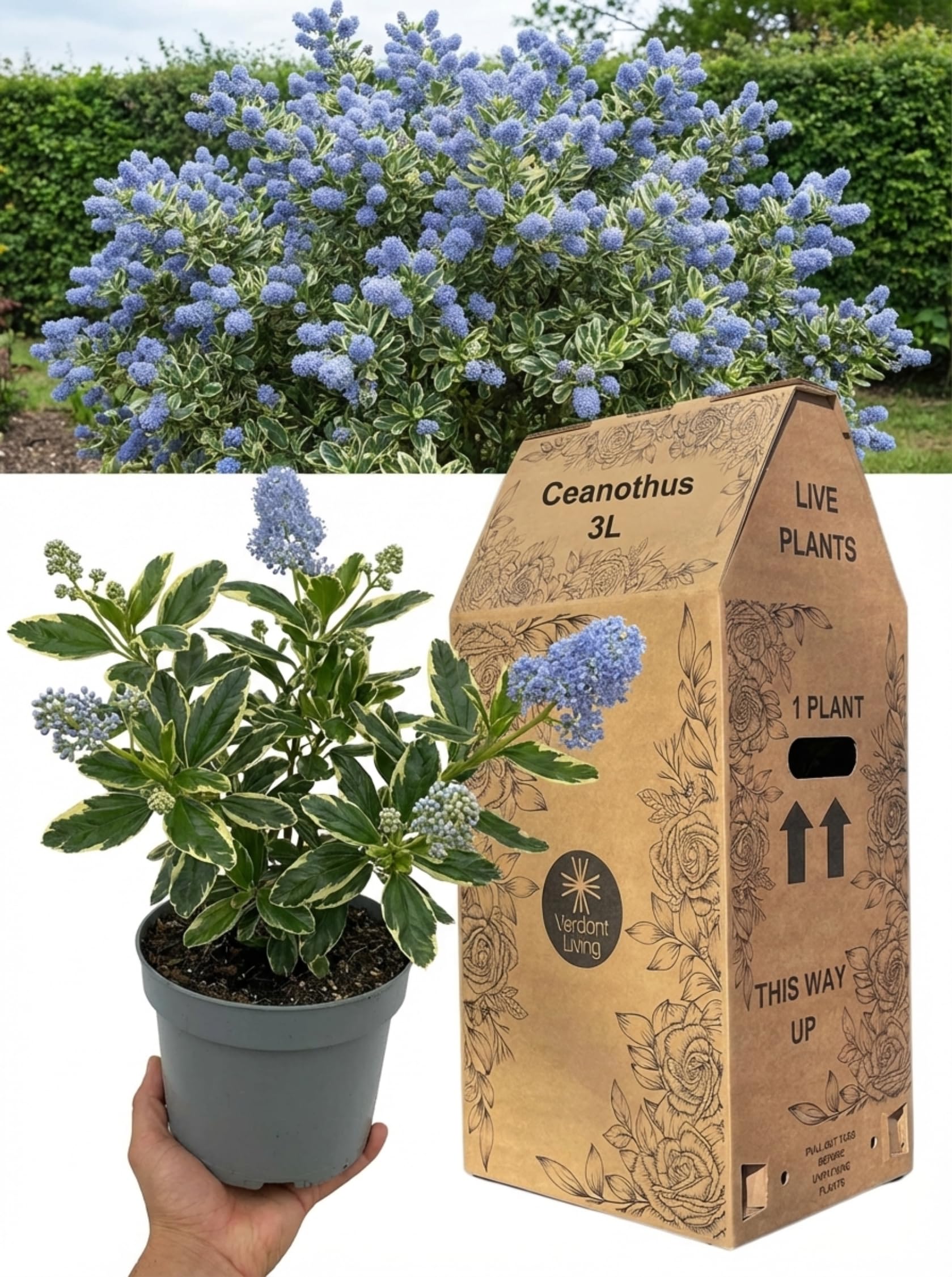 Ceanothus Cool Blue Plant in 3Ltr Pot – California Lilac, Evergreen Flowering Shrub for Gardens, Borders, Hedging, Patio & Containers – Hardy, Fast Growing, Bee Friendly, Drought Tolerant, UK Grown