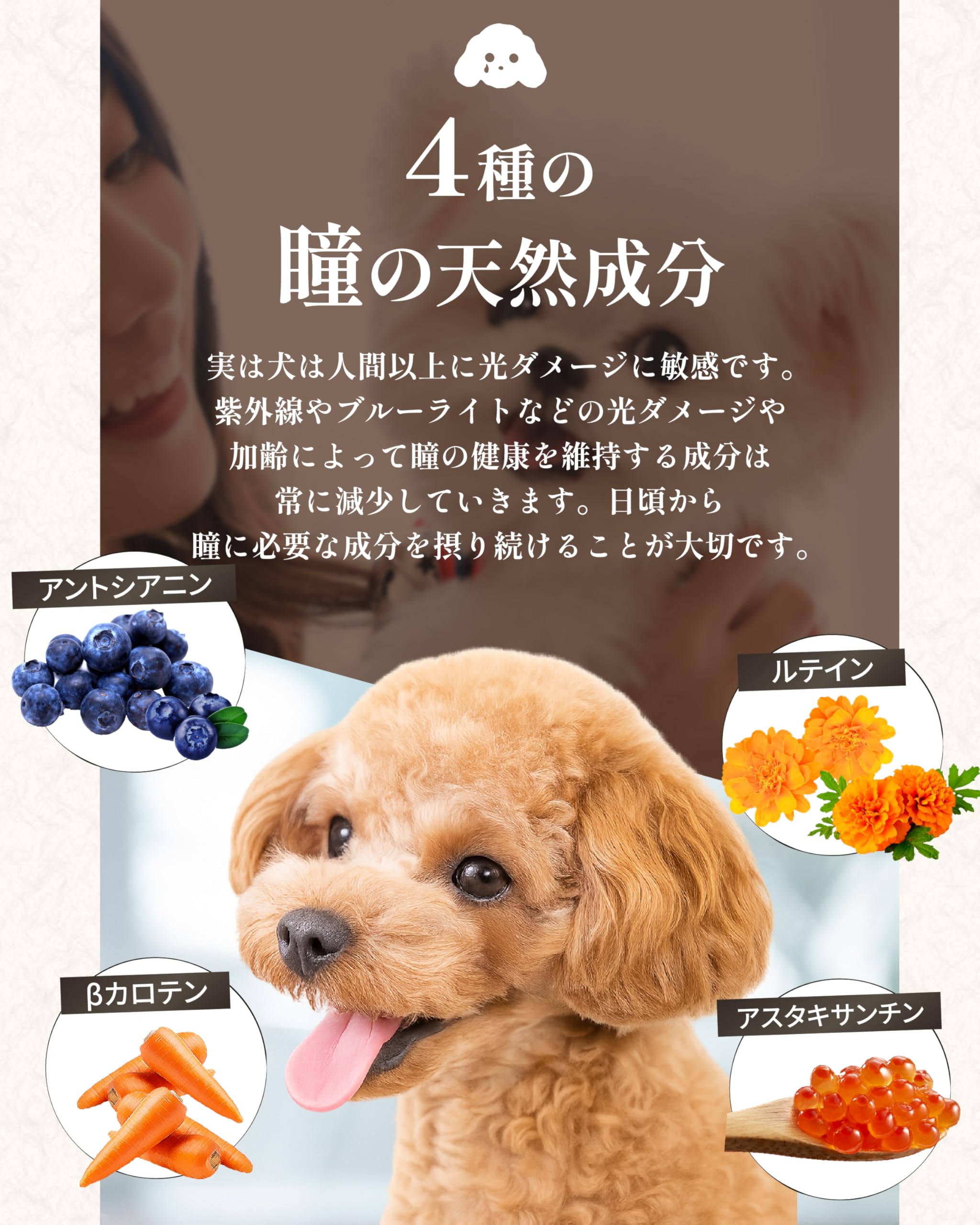 【新品】 amure アミュレ 犬用サプリメント 60粒×3袋 amure アミュレ 犬用サプリメント 60粒×3袋 楽天市場