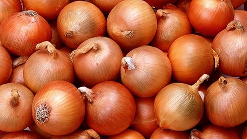 Miniatura 4 de Calcedonia picante amarilla neutra de cebolla gigante vegetal para plantar sin OMG - 300 semillas