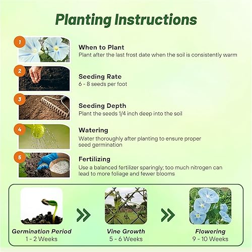 Miniatura 4 de Outsidepride 250 Semillas Anuales Ipomoea Tricolor Morning Glory Ismay Climbing Vine Flower Seeds para plantar