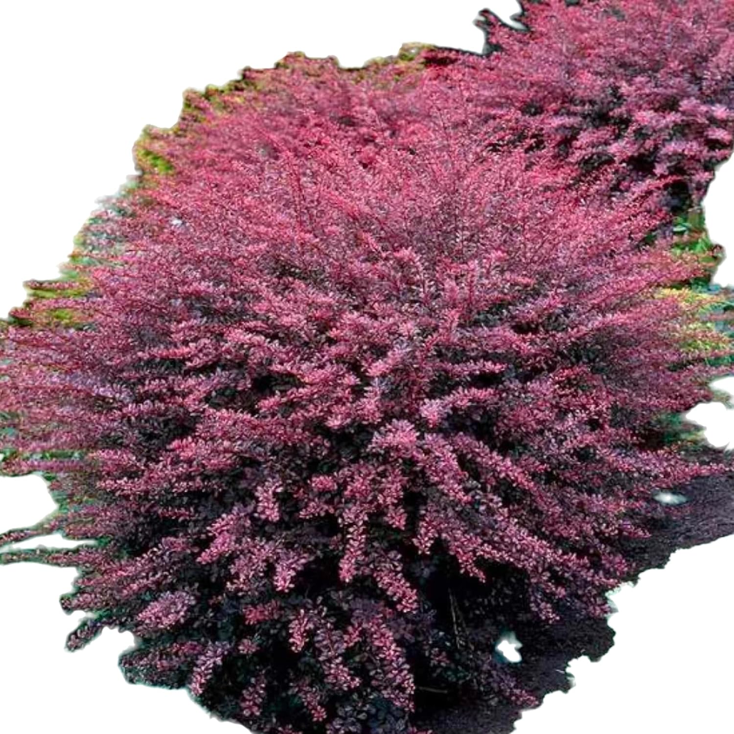 Rosy Glow Barberry, Ornamental Shrub with Pink-Red Foliage, Deciduous Landscape Plant (2 Gallon/Potted/Single Plant)