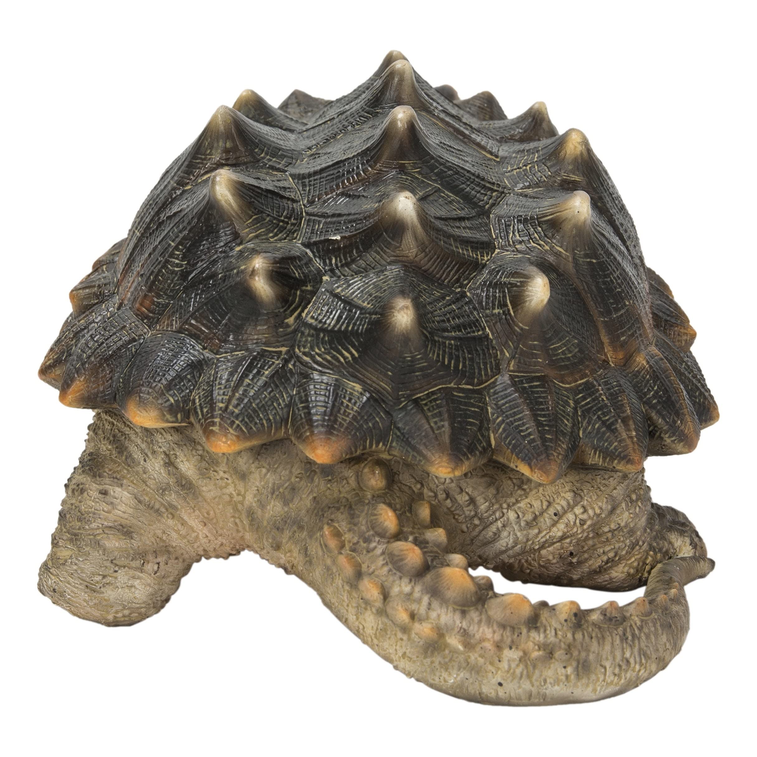 Alligator Snapping Turtle Shell