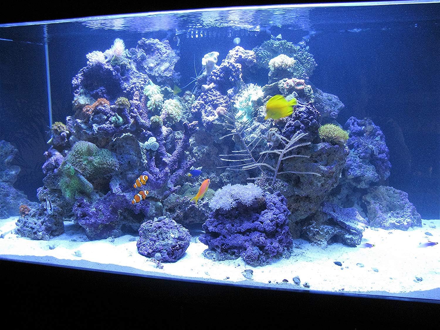 LANXESS DI Deionization Resin – for Fish Tanks, Ponds & Aquariums, Reef Aquarium Grade, (XL)