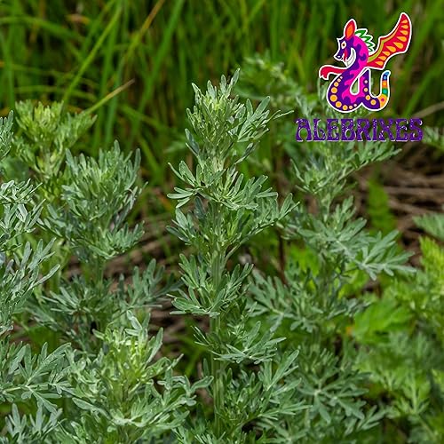 Miniatura 2 de Alebrixes  Té suelto de hierbas de ajenjo (6 onzas)  Té de ajenjo seco entero de alta calidad  Te De Ajenjo - Artemisia Absinthium  Artesanal