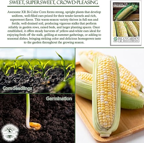 Miniatura 5 de Semillas de maíz dulce bicolor "Awesome XR" para plantar, más de 50 semillas por paquete, semillas de jardín de Isla (semillas de jardín de Isla)