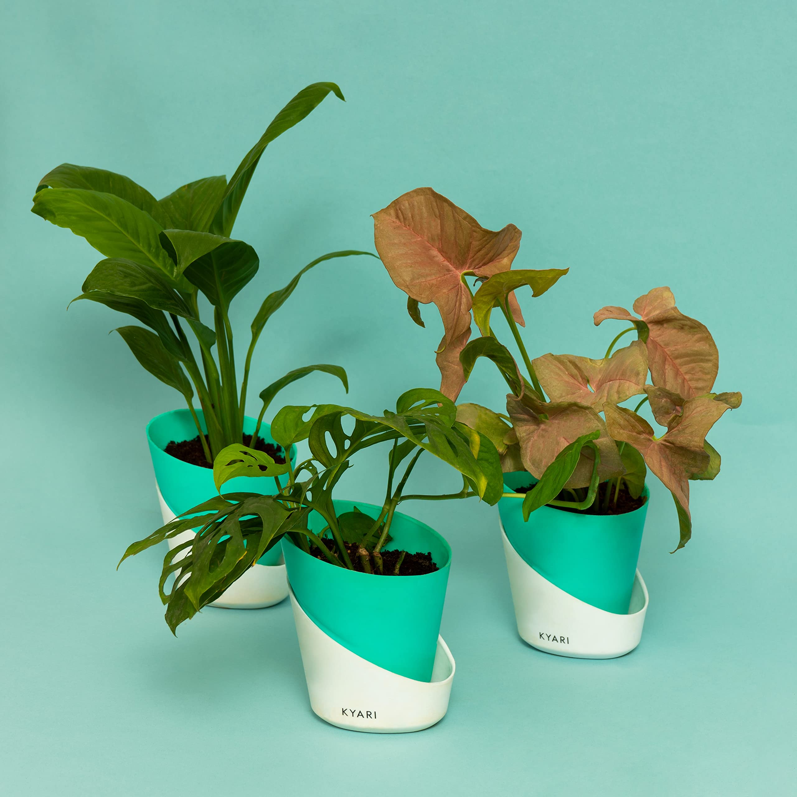KYARI Combo of Peace Lily, Philodendron Broken Heart, Syngonium Pink Combo of 3 | Live Indoor Plant with Turkish Green Elite Pot| Best for Living Room, Kitchen, Bedroom, & Office Table (B0BTT9KJBM) Amazon Price History, Amazon Price Tracker