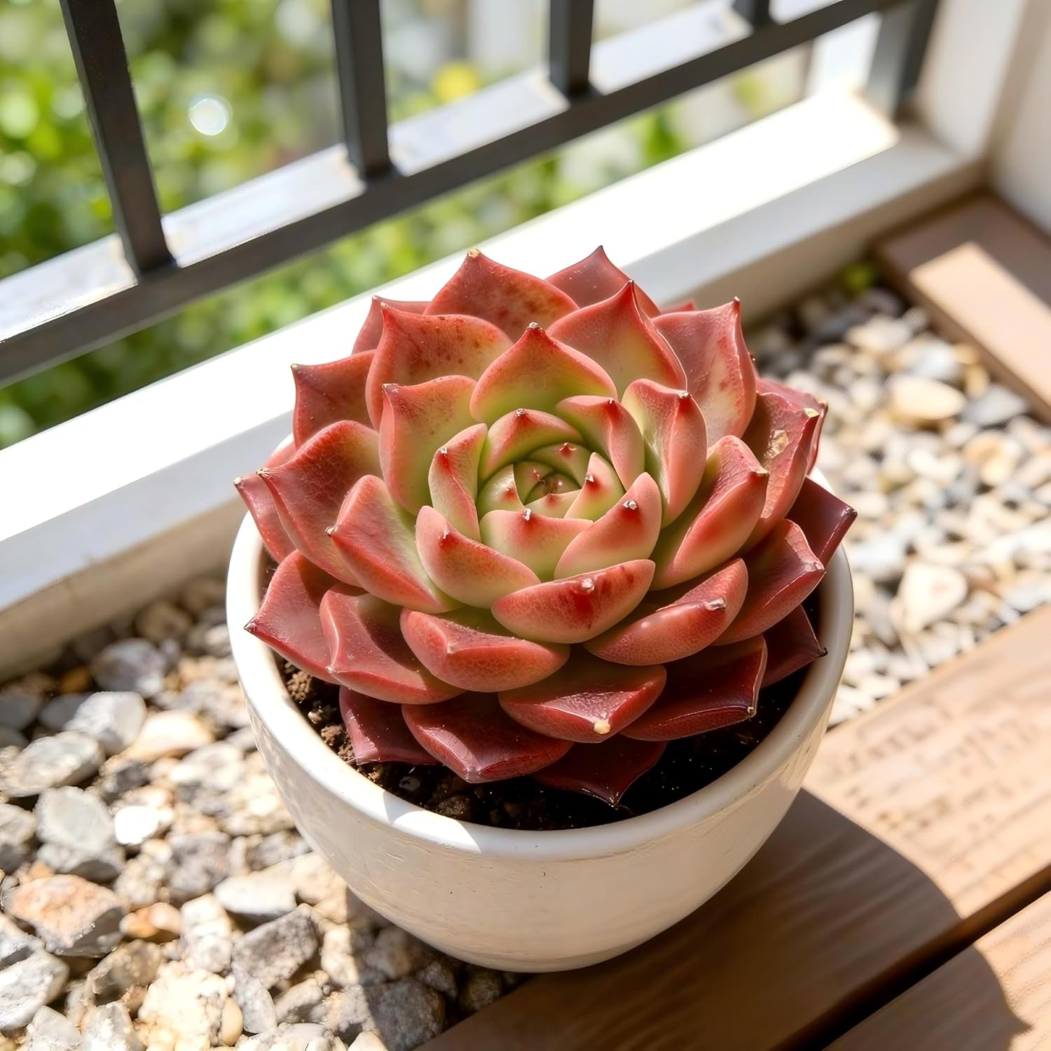 Succulent Plants Live– Easy Care Bare Root Succulents for Indoor Outdoor Decor, Mini Live Plants for Home, Garden, Office, & Gift Ideas (3pc)