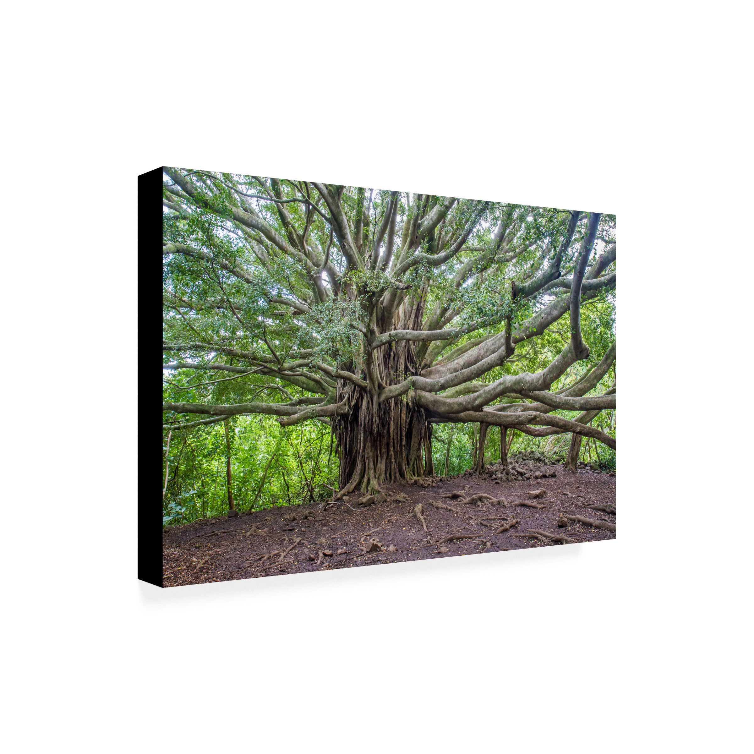 Trademark Fine Art Banyan Artwork by Pierre Leclerc 22 by 32-Inch