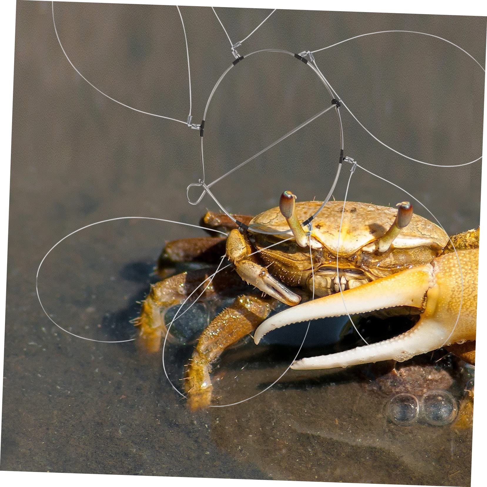 Toyvian Boucles De Série pour Pièges À Crabes Boucles De Pêche Crabe Cercle De Pêche Crabe Anneaux Métalliques pour Pièges À Crabes Boucles Métalliques pour Pièges À Crabes