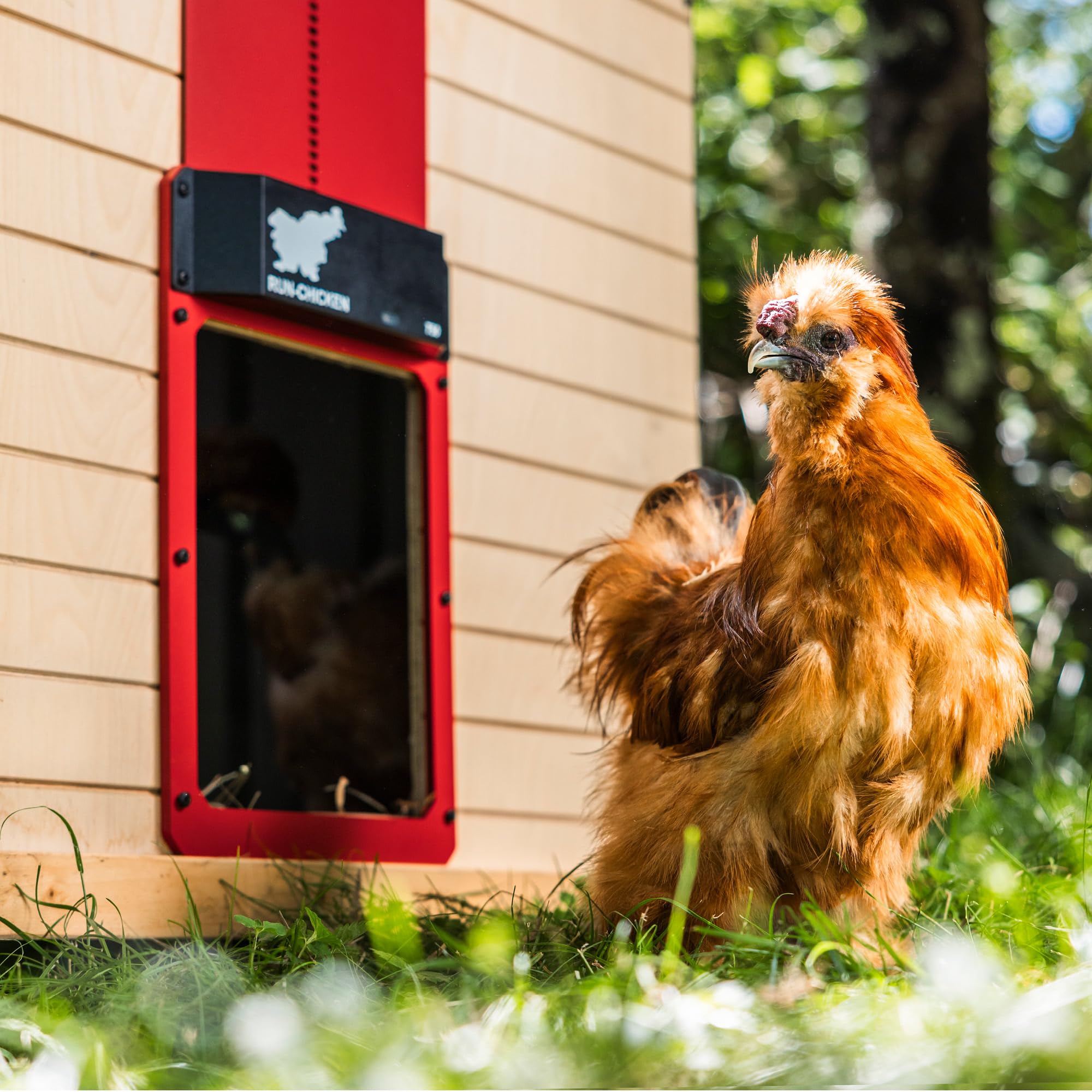 RUN-CHICKEN Porta T50 – sportello automatico per polli in alluminio, funziona a batteria e resistente agli agenti atmosferici, controllo tramite app e timer, sicuro dai predatori, installazione