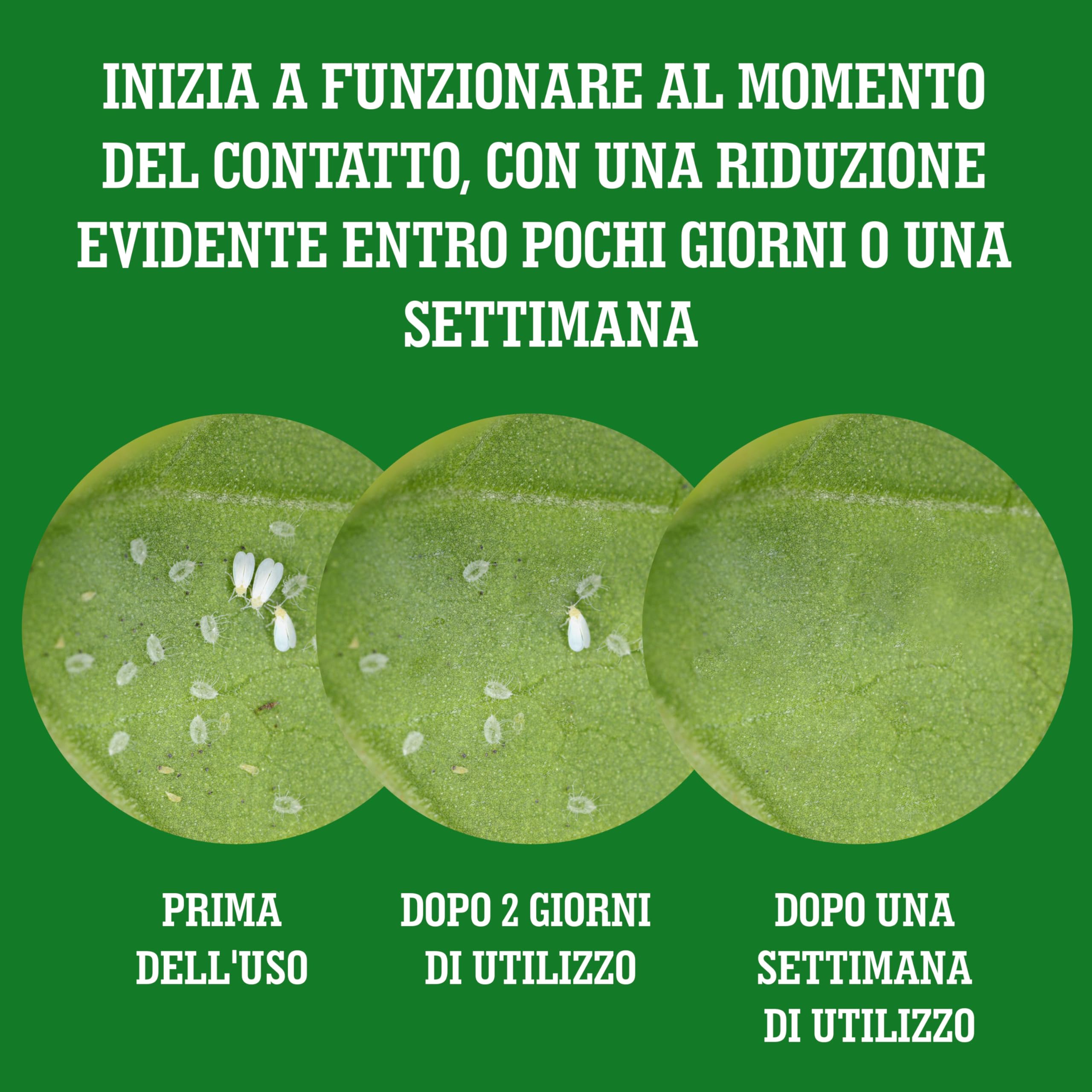 LERAVA Olio di Neem per Piante 700 ML - Antiparassitario Naturale per Orto e Giardino