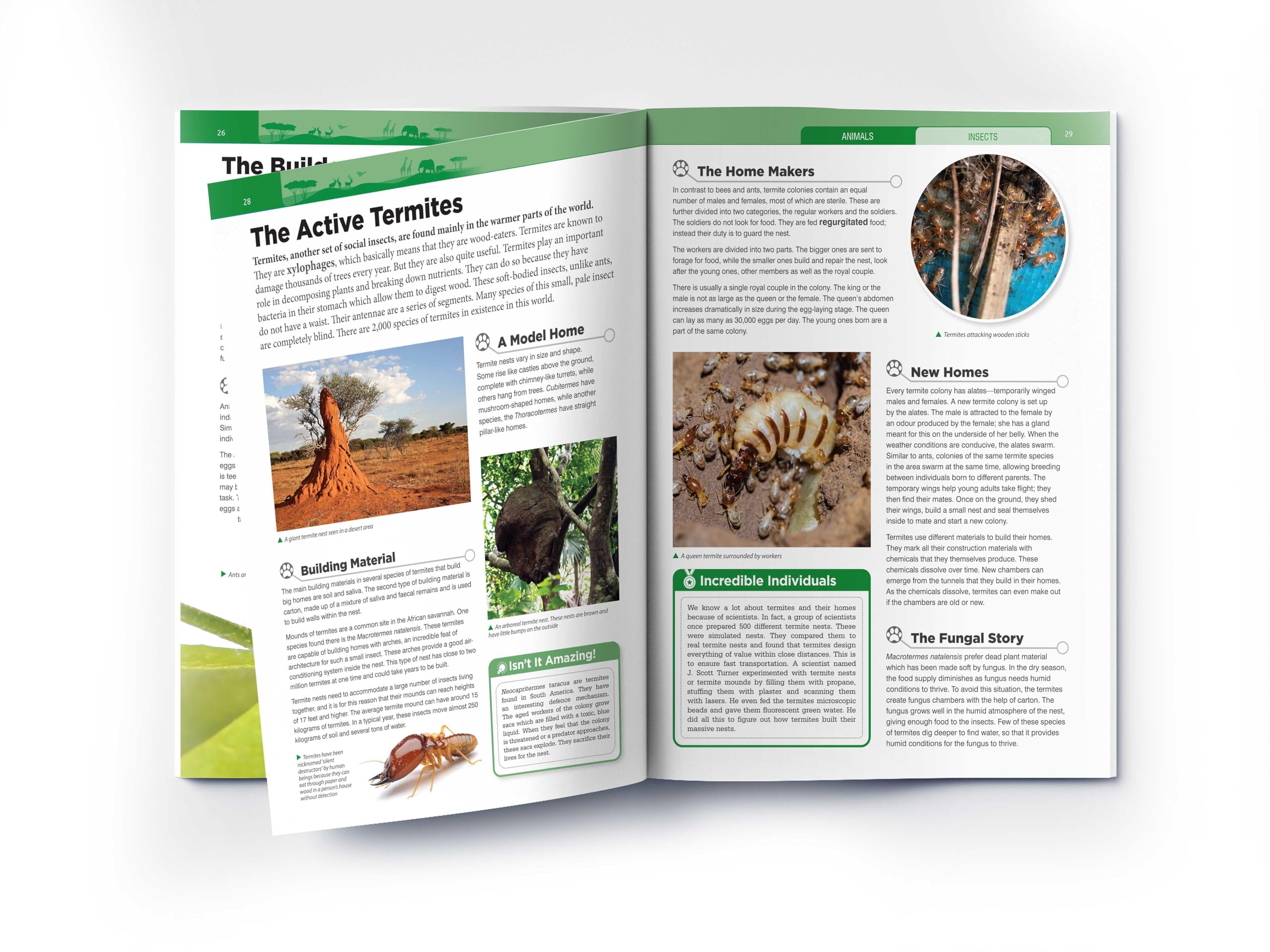 Animals - Insects : Knowledge Encyclopedia For Children 4