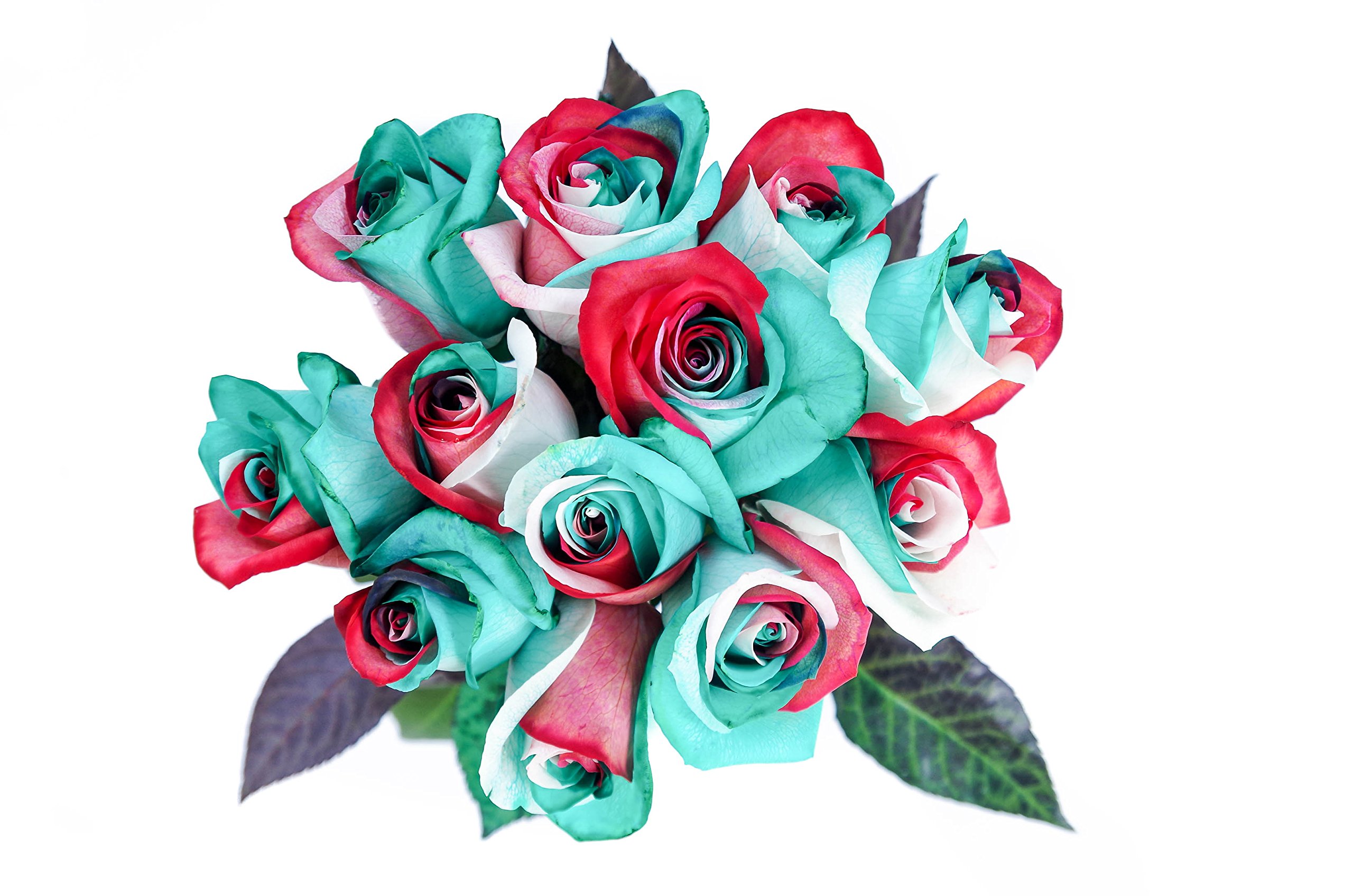 Fresh Cut Christmas Roses by Flower Explosion | Red Green White - 36 stems