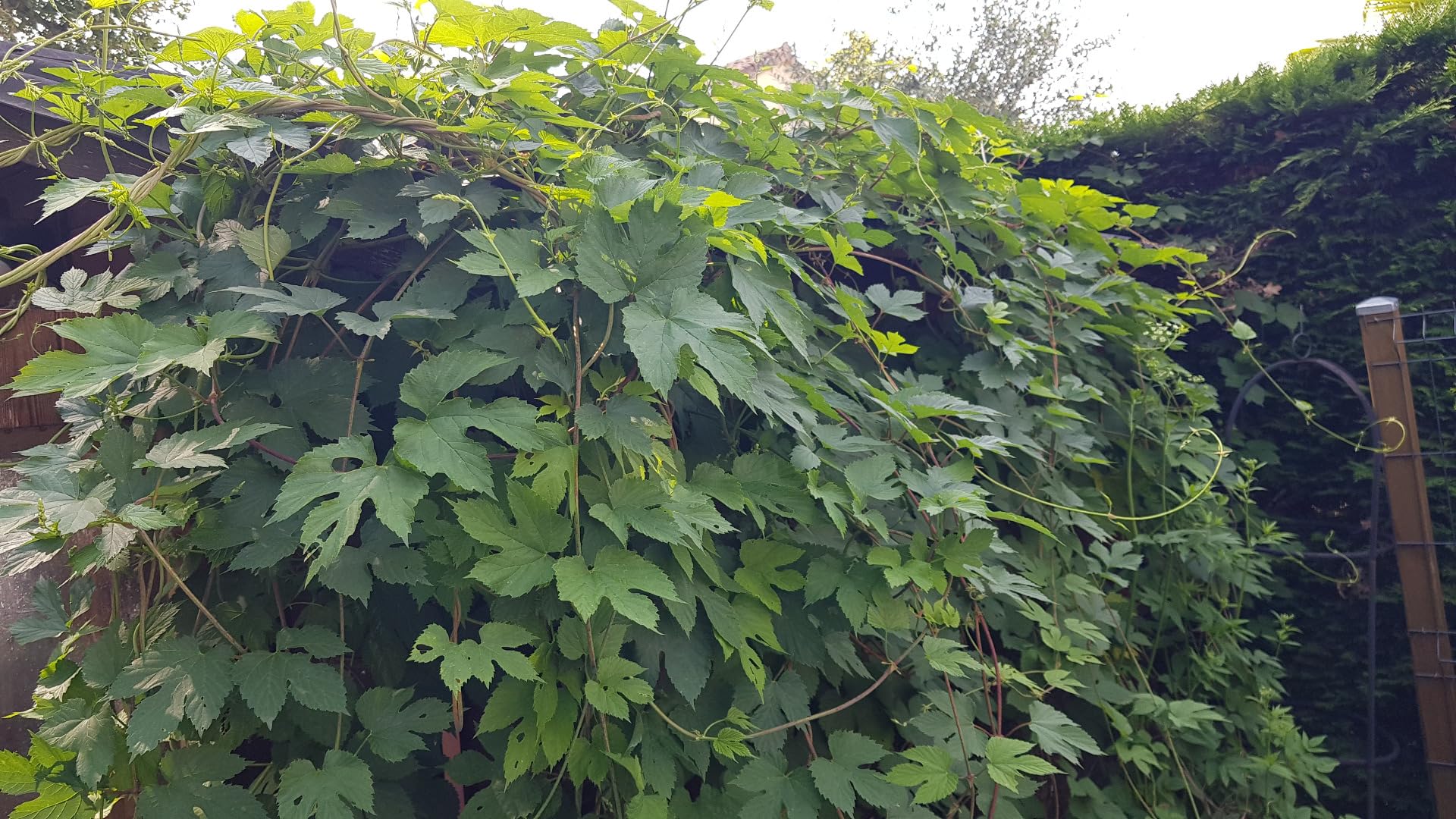 Humulus lupulus/Houblon grimpant/Conteneur de 3 à 4 litres/Grimpante aromatique