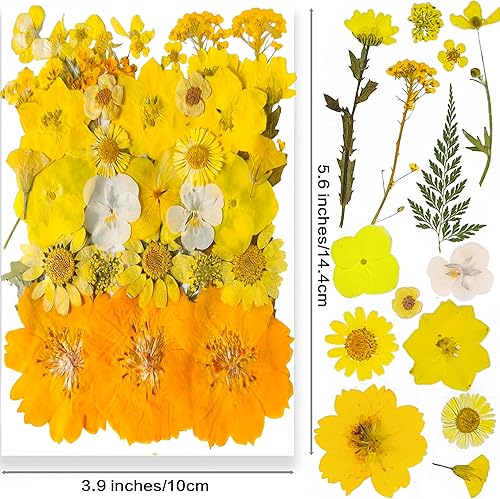Vista 26 de 26 flores secas prensadas para moldes de resina, flores naturales reales prensadas para manualidades de bricolaje, fabricación de velas, decoración